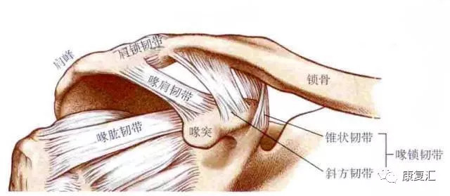 锁骨运动_锁骨运动图解_锁骨运动形式