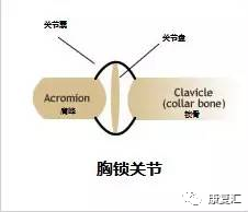 锁骨运动形式_锁骨运动图解_锁骨运动