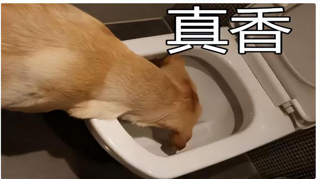 运动员高峰_高峰运动员_运动员高风